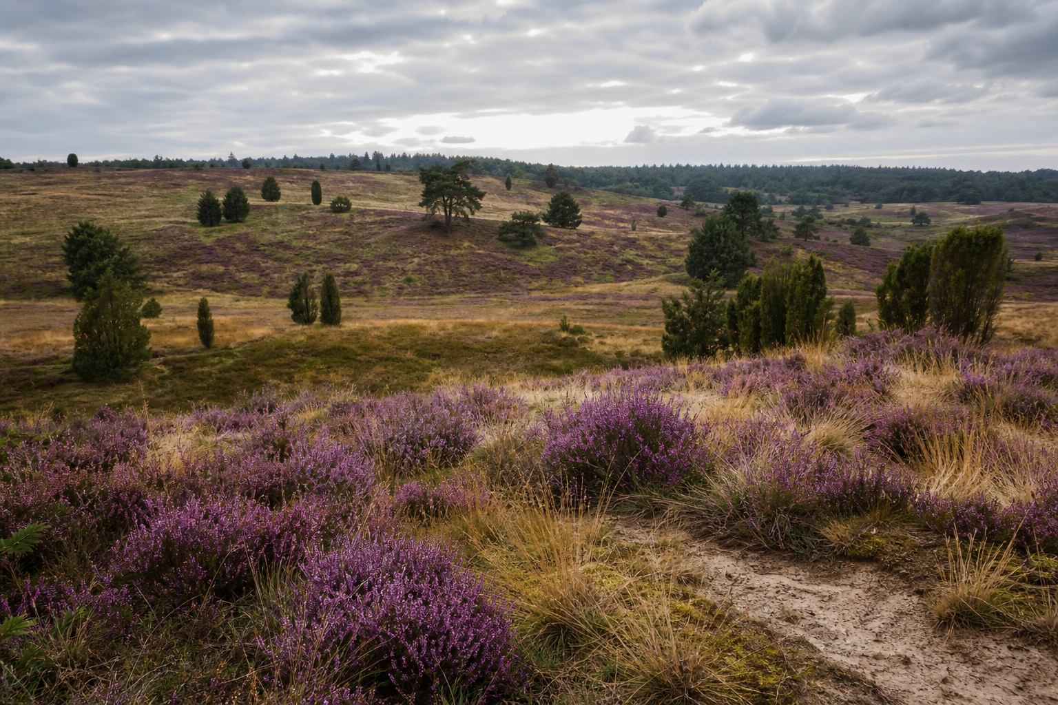 Violett blühendes Heidekraut und goldenes Gras in der Lüneburger Heide
